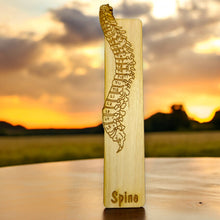 Load image into Gallery viewer, Bookmark - Spine Anatomy - Birch wood